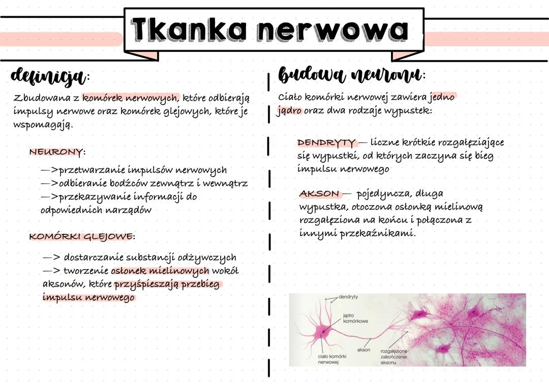Tkanki: nabłonkowa, mięśniowa i nerwowa - funkcje i charakterystyka