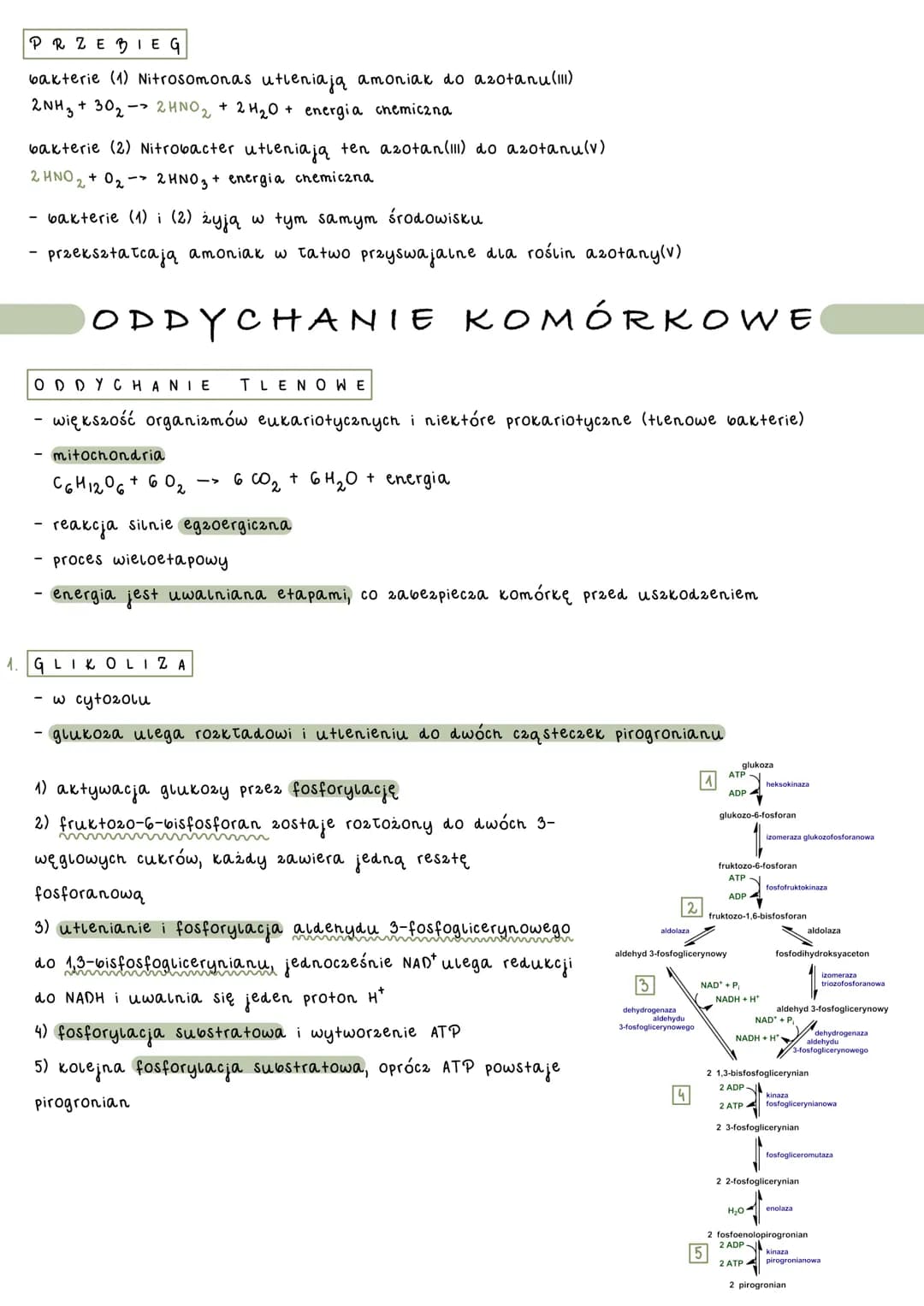 catość przemian chemicznych i energetycznych komórki
- anabolizm - reakcje syntezy złożonych związków chemicznych 2
prostszych substancji
- 
