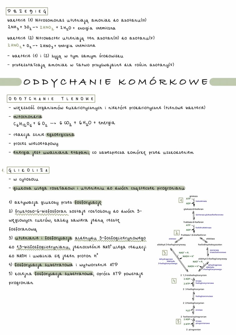 catość przemian chemicznych i energetycznych komórki
- anabolizm - reakcje syntezy złożonych związków chemicznych 2
prostszych substancji
- 