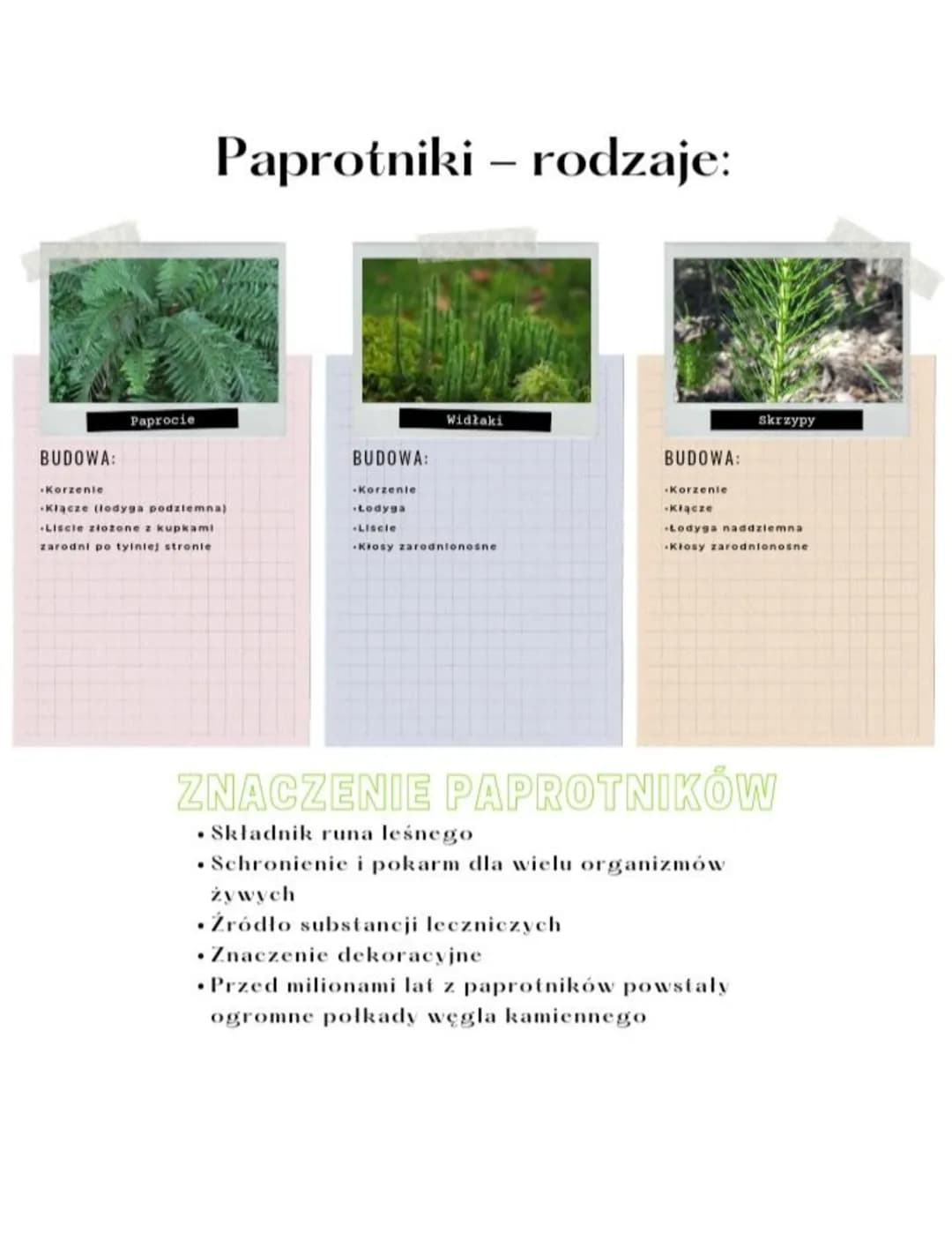 BUDOWA:
Paprocie
Paprotniki - rodzaje:
Korzenie
Klacze (lodyga podziemna)
Liscie złożone z kupkam!
zarodni po tyiniej stronie
BUDOWA:
Widłak