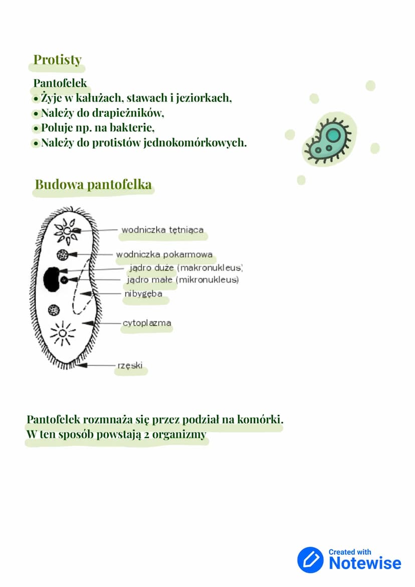 Wirusy, bakterie, protisty i grzyby
dział III - klasa 5
Królestwa
organizmów:
• Bakterie
•
Zwierzęta
Grzyby
• Rośliny
• Protisty
Gatunek - g