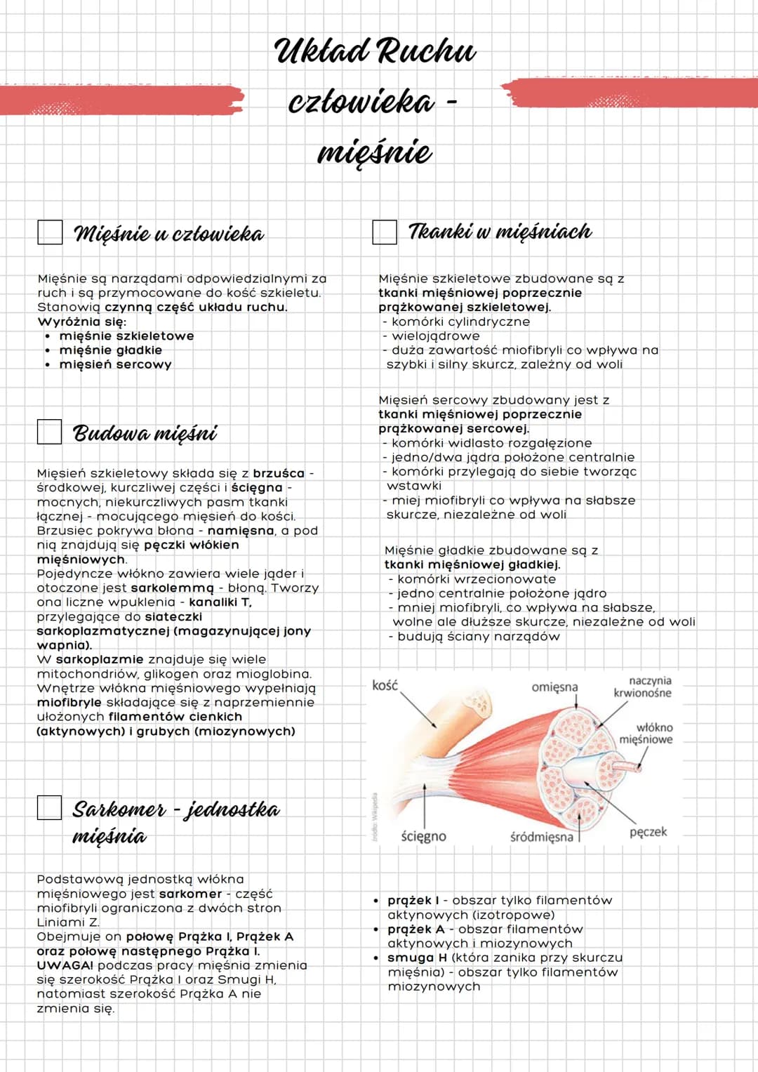 mięśnie u człowieka
Układ Ruchu
człowieka
mięśnie
Mięśnie są narządami odpowiedzialnymi za
ruch i są przymocowane do kość szkieletu.
Stanowi