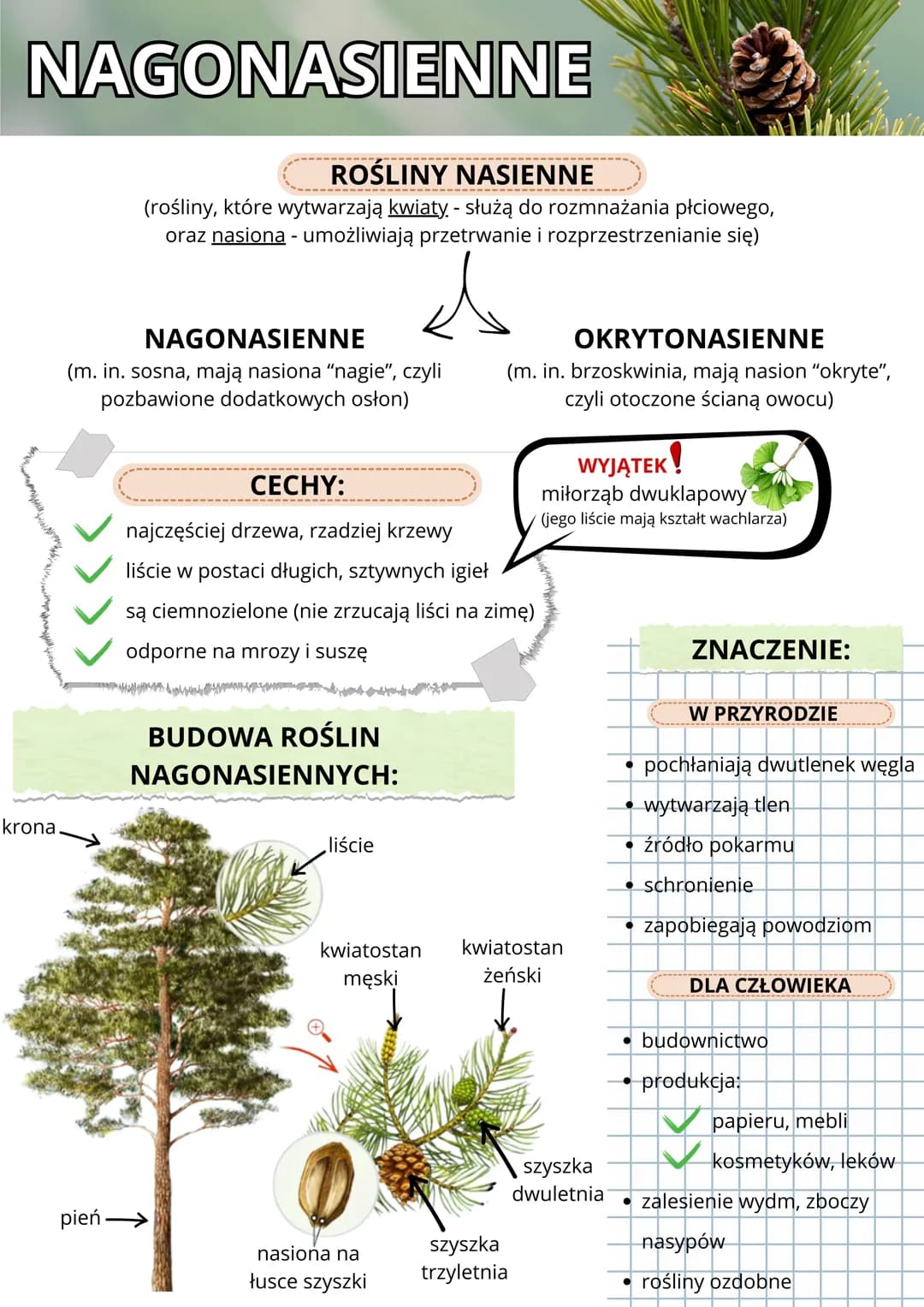 NAGONASIENNE
krona.
ROŚLINY NASIENNE
(rośliny, które wytwarzają kwiaty. - służą do rozmnażania płciowego,
oraz nasiona - umożliwiają przetrw
