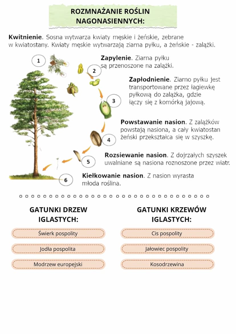 NAGONASIENNE
krona.
ROŚLINY NASIENNE
(rośliny, które wytwarzają kwiaty. - służą do rozmnażania płciowego,
oraz nasiona - umożliwiają przetrw