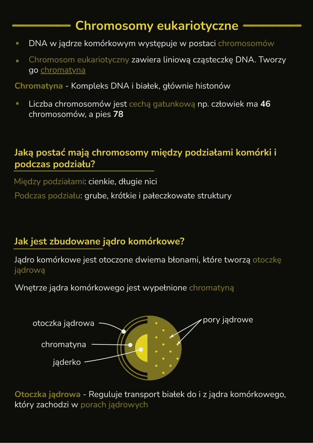 --- OCR Start ---
Budowa i rola jądra
komórkowego
- W jądrze komórkowym znajduje się DNA, które zawiera informację
genetyczną organizmu
- In