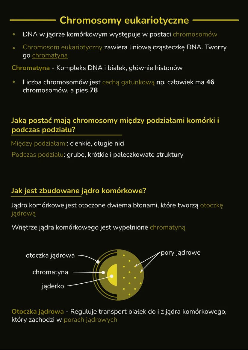 --- OCR Start ---
Budowa i rola jądra
komórkowego
- W jądrze komórkowym znajduje się DNA, które zawiera informację
genetyczną organizmu
- In