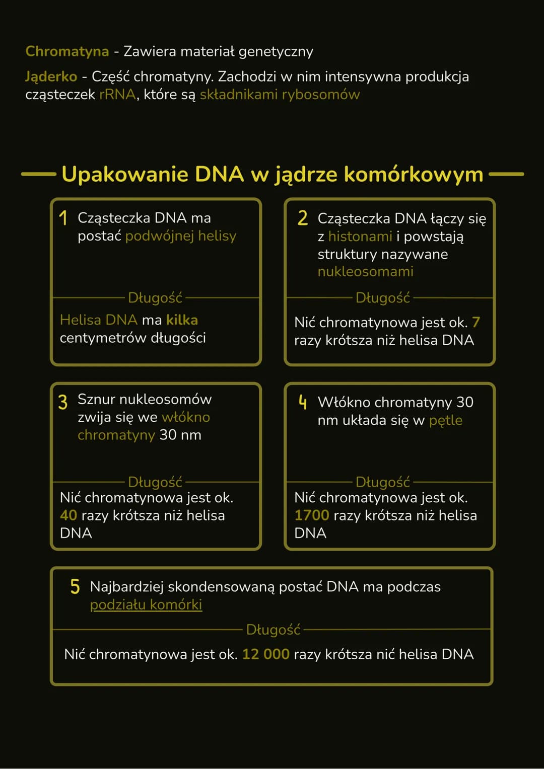 --- OCR Start ---
Budowa i rola jądra
komórkowego
- W jądrze komórkowym znajduje się DNA, które zawiera informację
genetyczną organizmu
- In