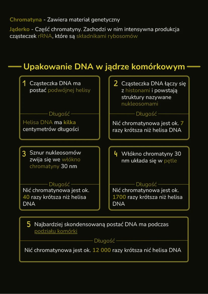 --- OCR Start ---
Budowa i rola jądra
komórkowego
- W jądrze komórkowym znajduje się DNA, które zawiera informację
genetyczną organizmu
- In
