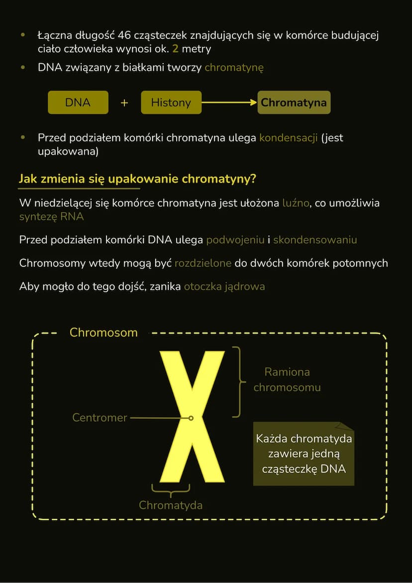 --- OCR Start ---
Budowa i rola jądra
komórkowego
- W jądrze komórkowym znajduje się DNA, które zawiera informację
genetyczną organizmu
- In