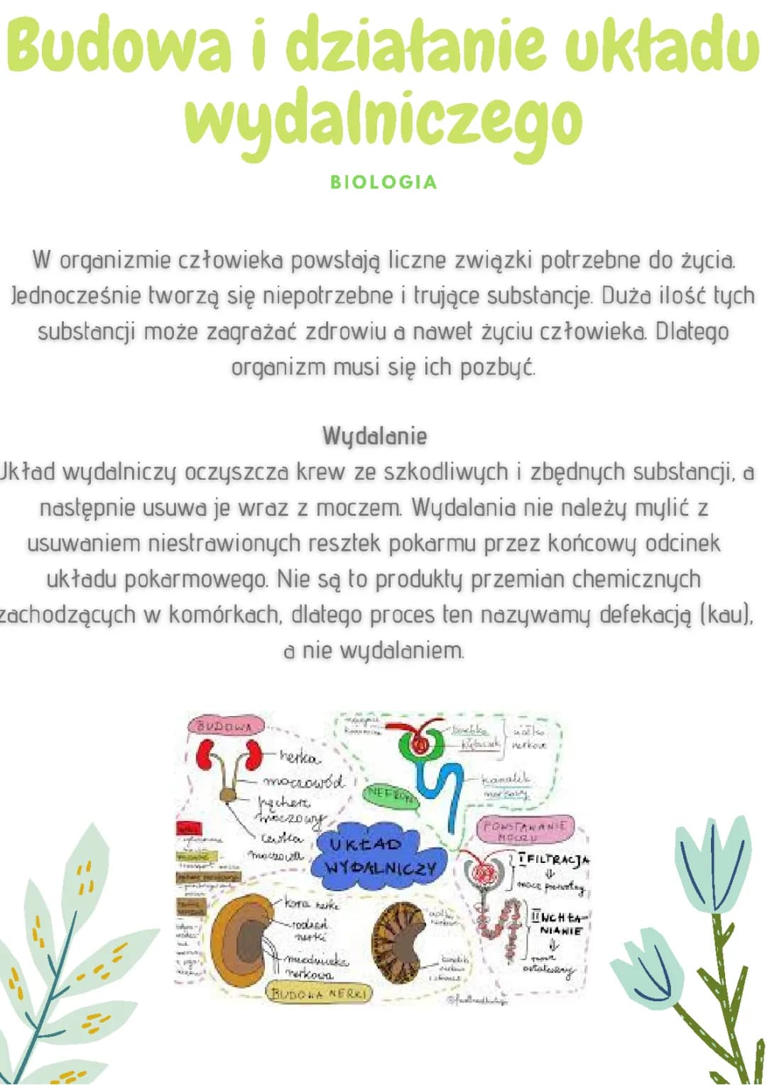 Budowa i rola układu wydalniczego