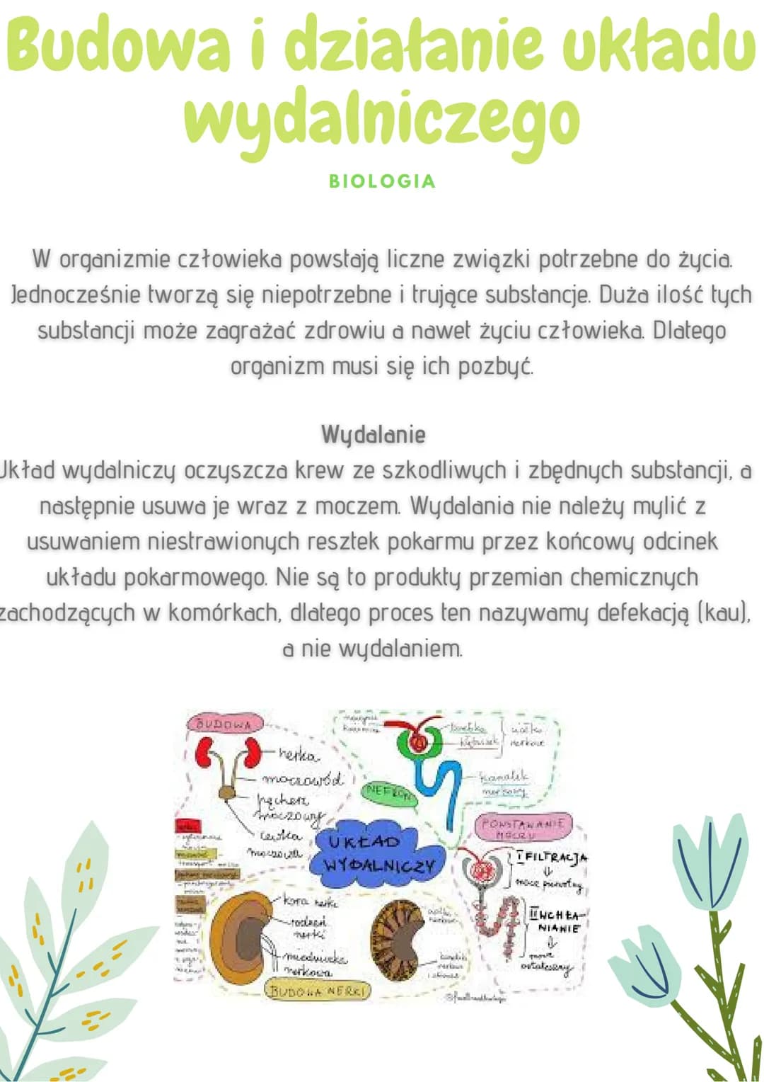 Budowa i działanie układu
wydalniczego
BIOLOGIA
W organizmie człowieka powstają liczne związki potrzebne do życia.
Jednocześnie tworzą się n
