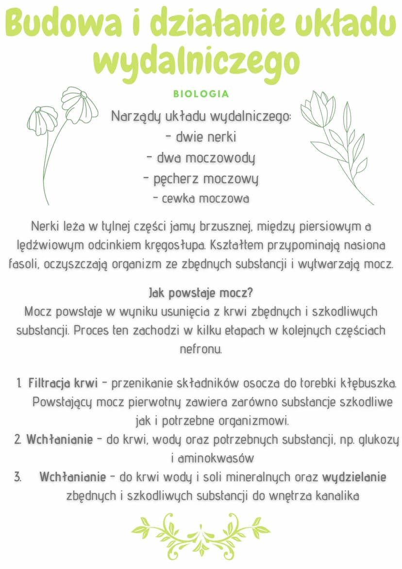 Budowa i działanie układu
wydalniczego
BIOLOGIA
W organizmie człowieka powstają liczne związki potrzebne do życia.
Jednocześnie tworzą się n