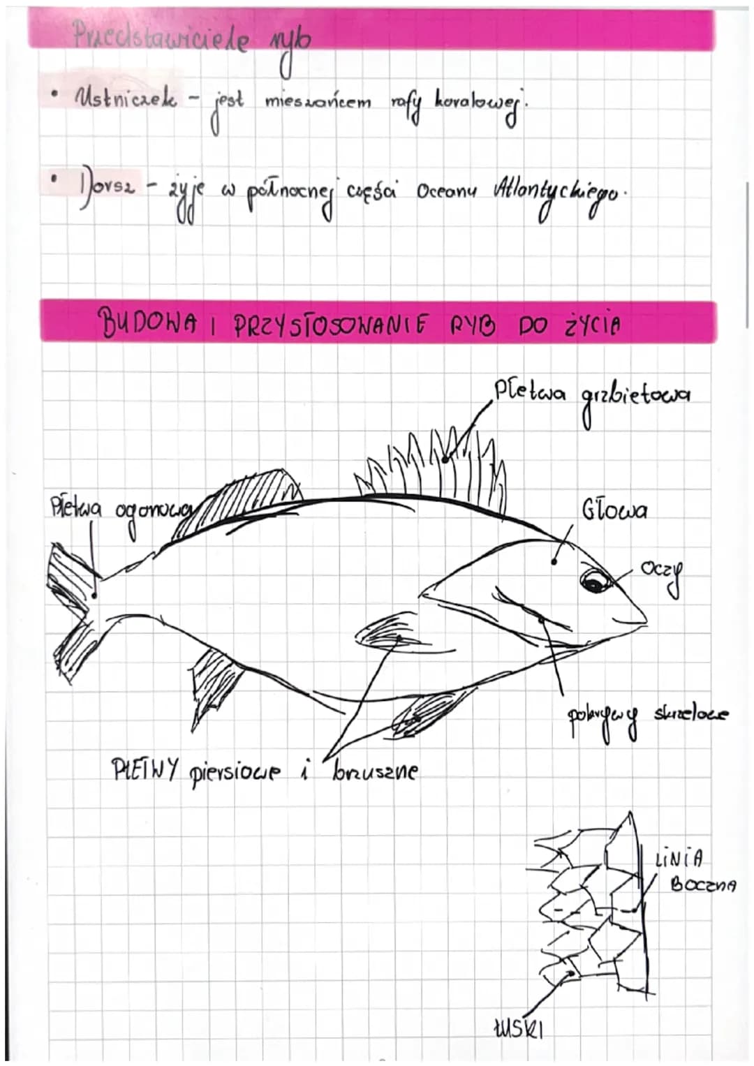 RYBY
Ruby - kręgowce stockwrich wodnych
Srodowisko siya
życia ryb
Ryby żyją we wszystkich typoch środiberisk
wodnych - wady
słodkie stone.
2