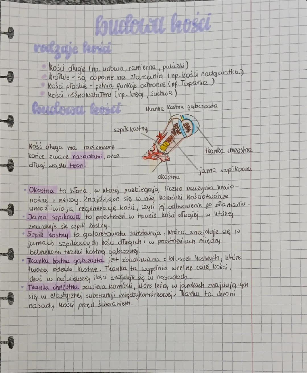 # budowa kości

rodzaje hości

*   kości długie (np. udowa, ramienna, policzki)
*   Krothie - sa, odporne no złamania (np. kości nadgarsthe)