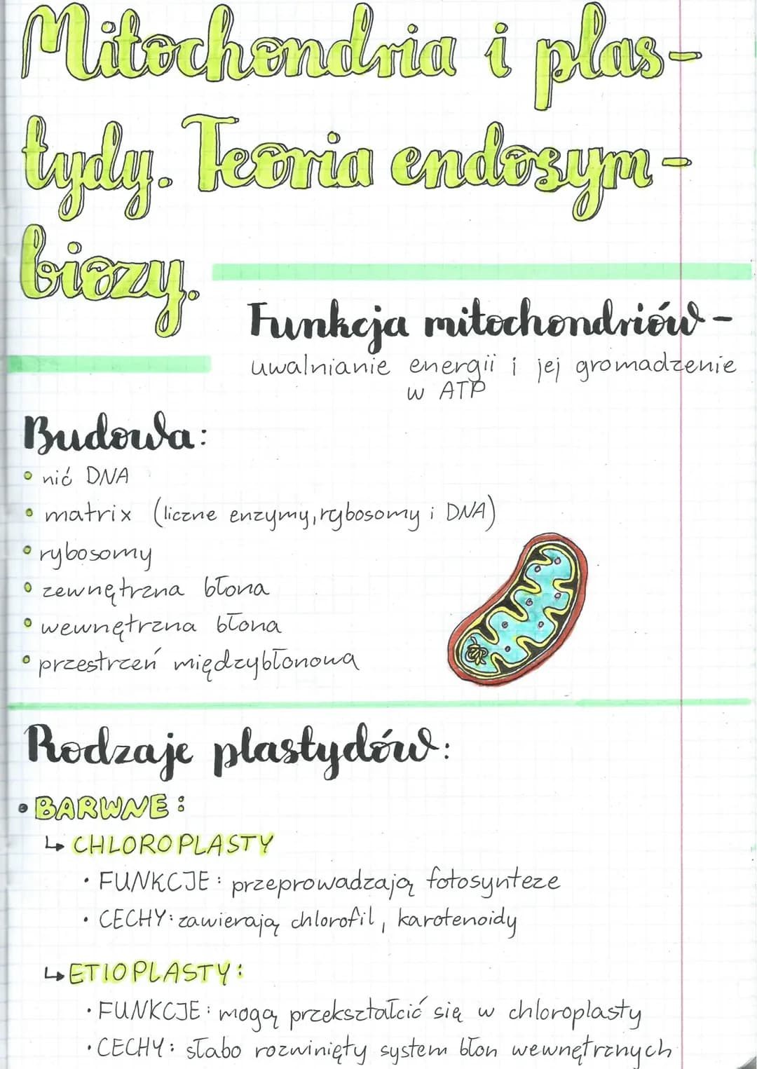 Mitochondria i plas-
typly. Teoria andozym-
biozzy Funkcja mitochondriów -
uwalnianie energii i jej gromadzenie
W ATP
Budowa:
• nić DNA
• ma