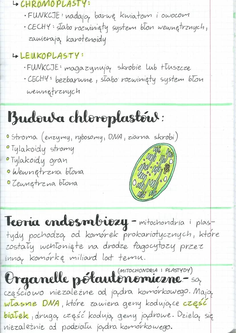Mitochondria i plas-
typly. Teoria andozym-
biozzy Funkcja mitochondriów -
uwalnianie energii i jej gromadzenie
W ATP
Budowa:
• nić DNA
• ma