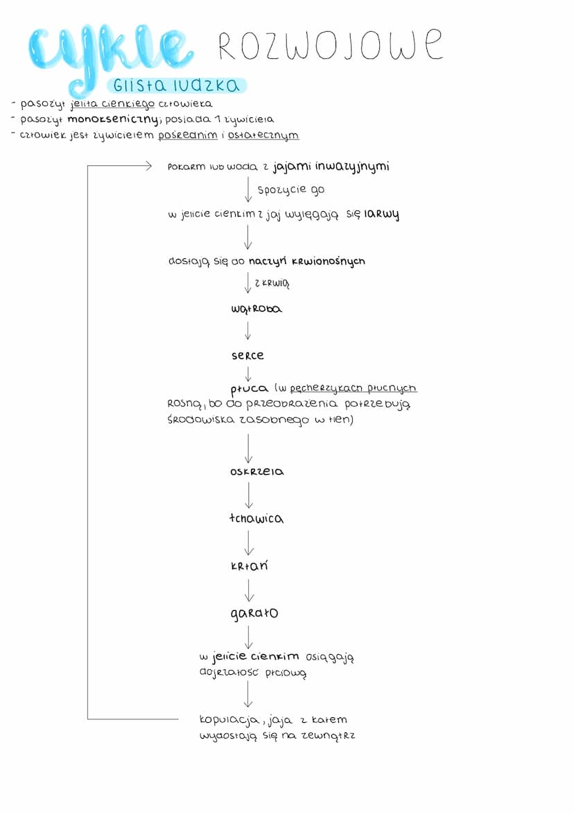 ogoine informacje
-ciato obte, wydłużone
·symetria dwuboczna
- brak kom. zaopatrzonych w
wici lub Rięski (nawet plemniki
ich nie posiadają)
