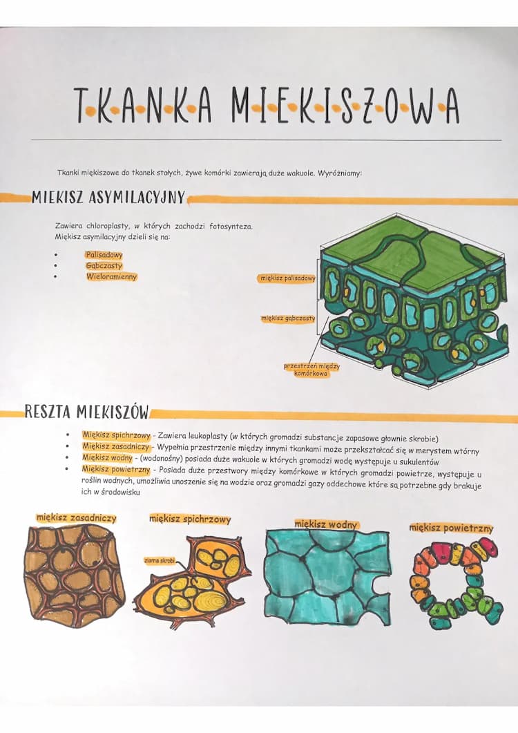 Tkanka Miękiszowa: Miękisz Asymilacyjny, Spichrzowy, Palisadowy i ...