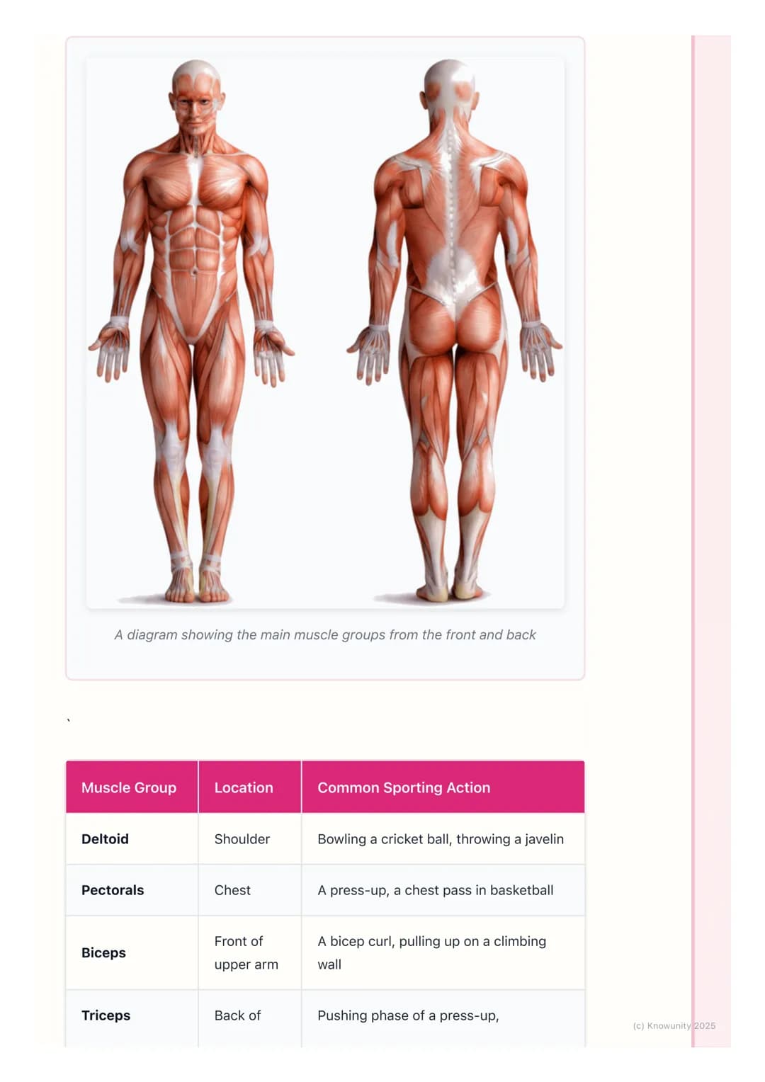 # The Muscular System

An introduction to the muscular system

The muscular system is what allows our bodies to move. It's made up of over
6