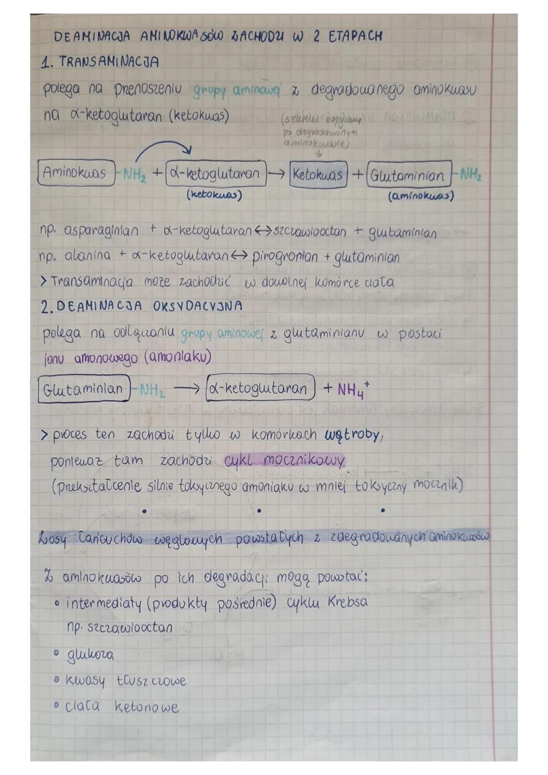 CYKL MOCZNIKOWY
① transport glutaminianu w postaci glutaminy i alaniny
do komórek wątroby za pośrednictwem krwi
② DEAMINACJA OKSYDACYJNA i t