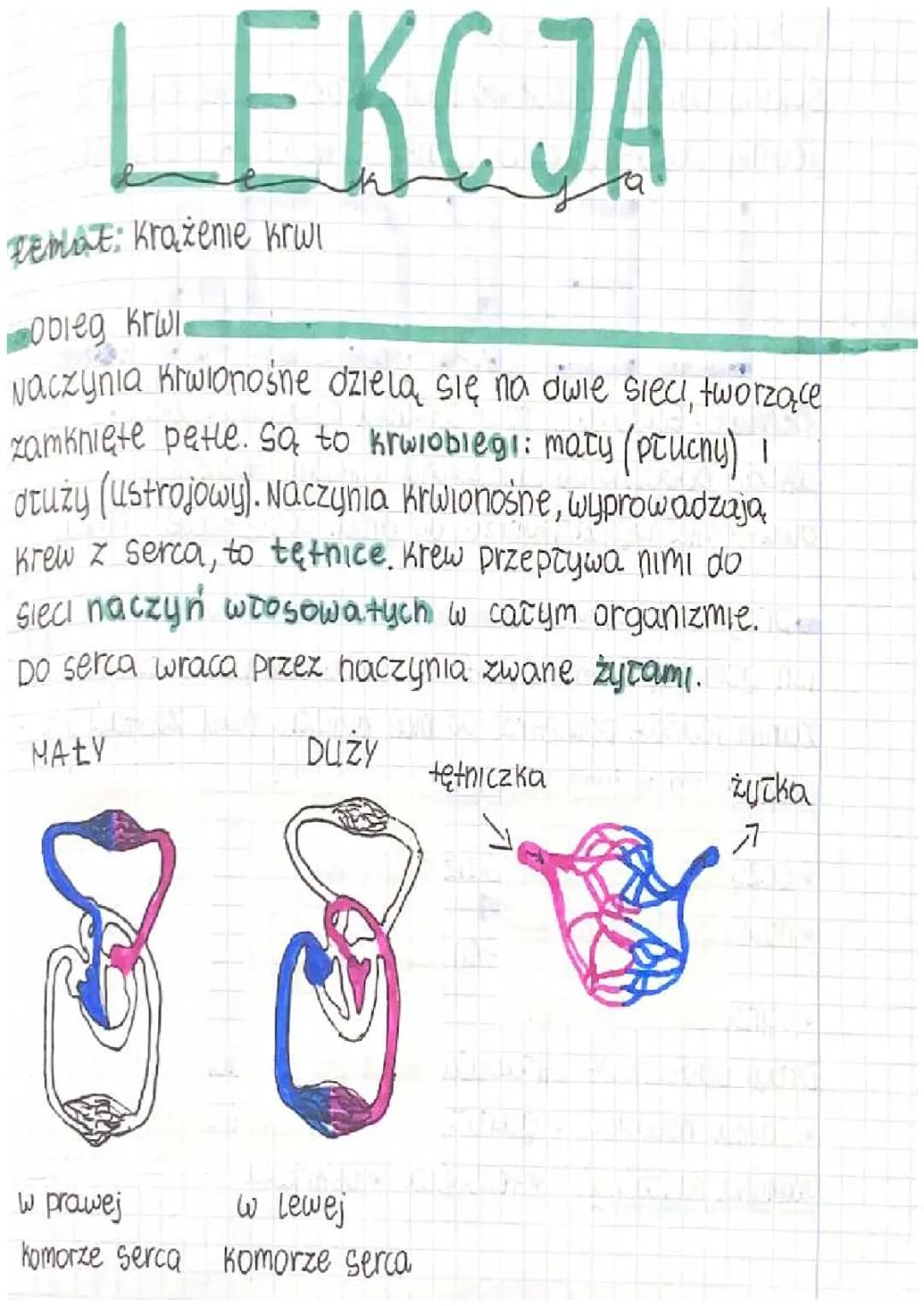 🌱Krażenie krwi🌱