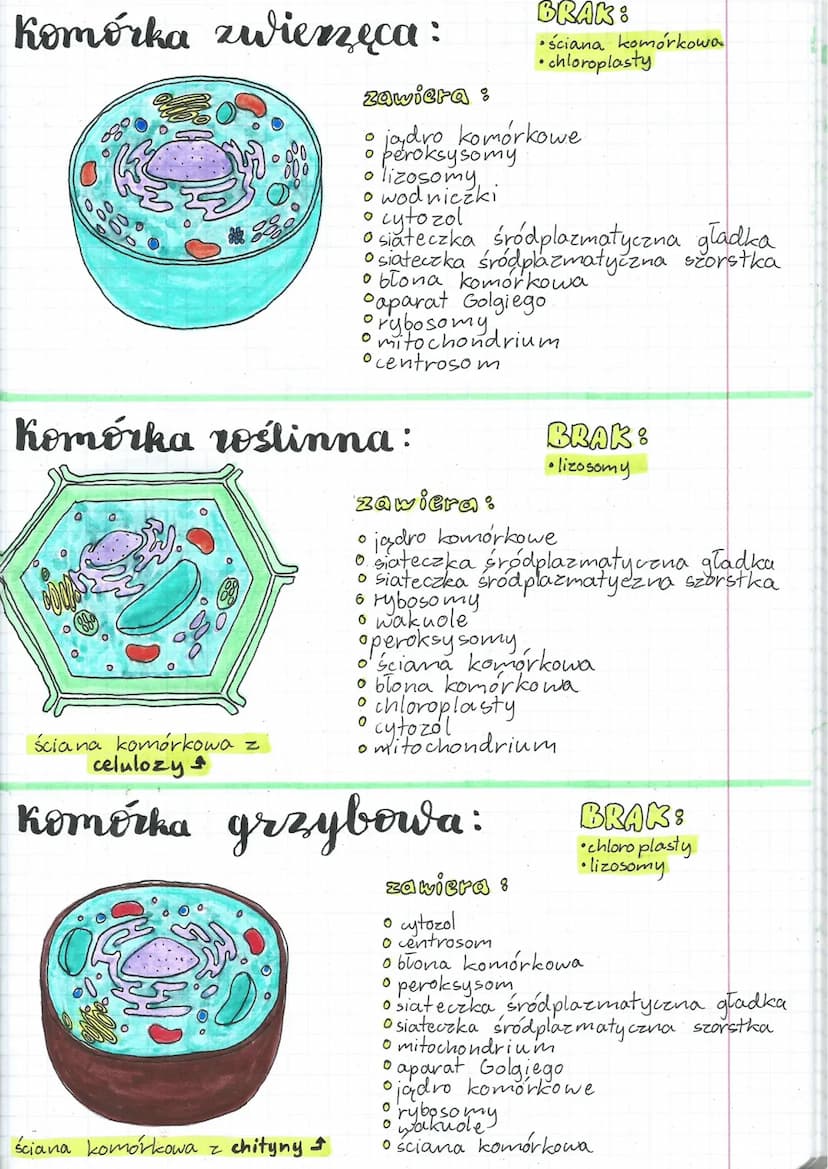Komórki
Komórki
prokariotyczne
• bakterii
eukariotyczne
• roślinne
zwierzęce
grzybowe
Komórki prokariotyczne:
↳ nie mają jądra
otoczone błon