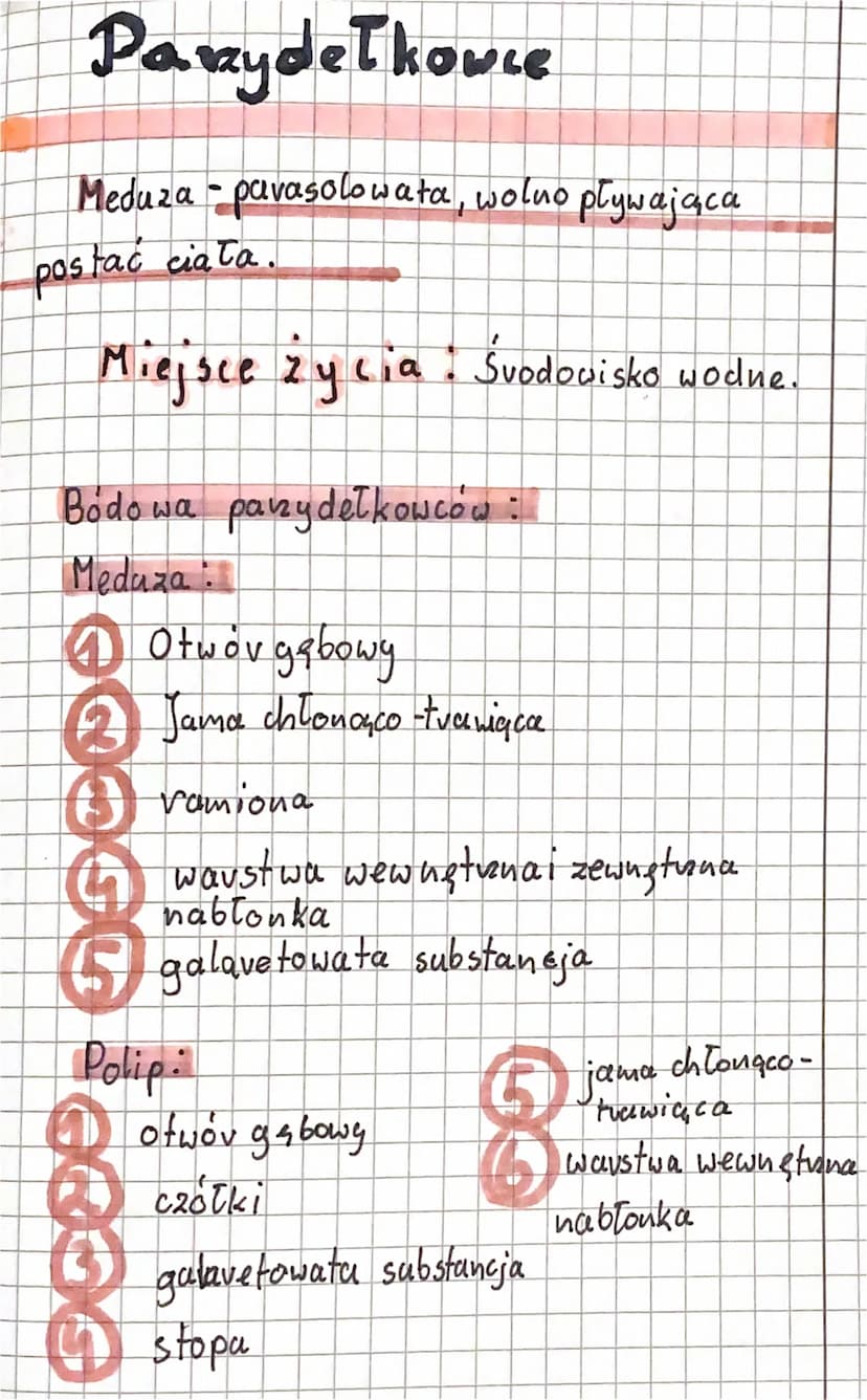 Biologia
Paraydełkowce i Płazinice
Plazinice to: zwierzęta o zwykle wydłużonymi
spłaszczonym ciale
O
Wagierto:
Lavwa tasiemca
u którym jest 