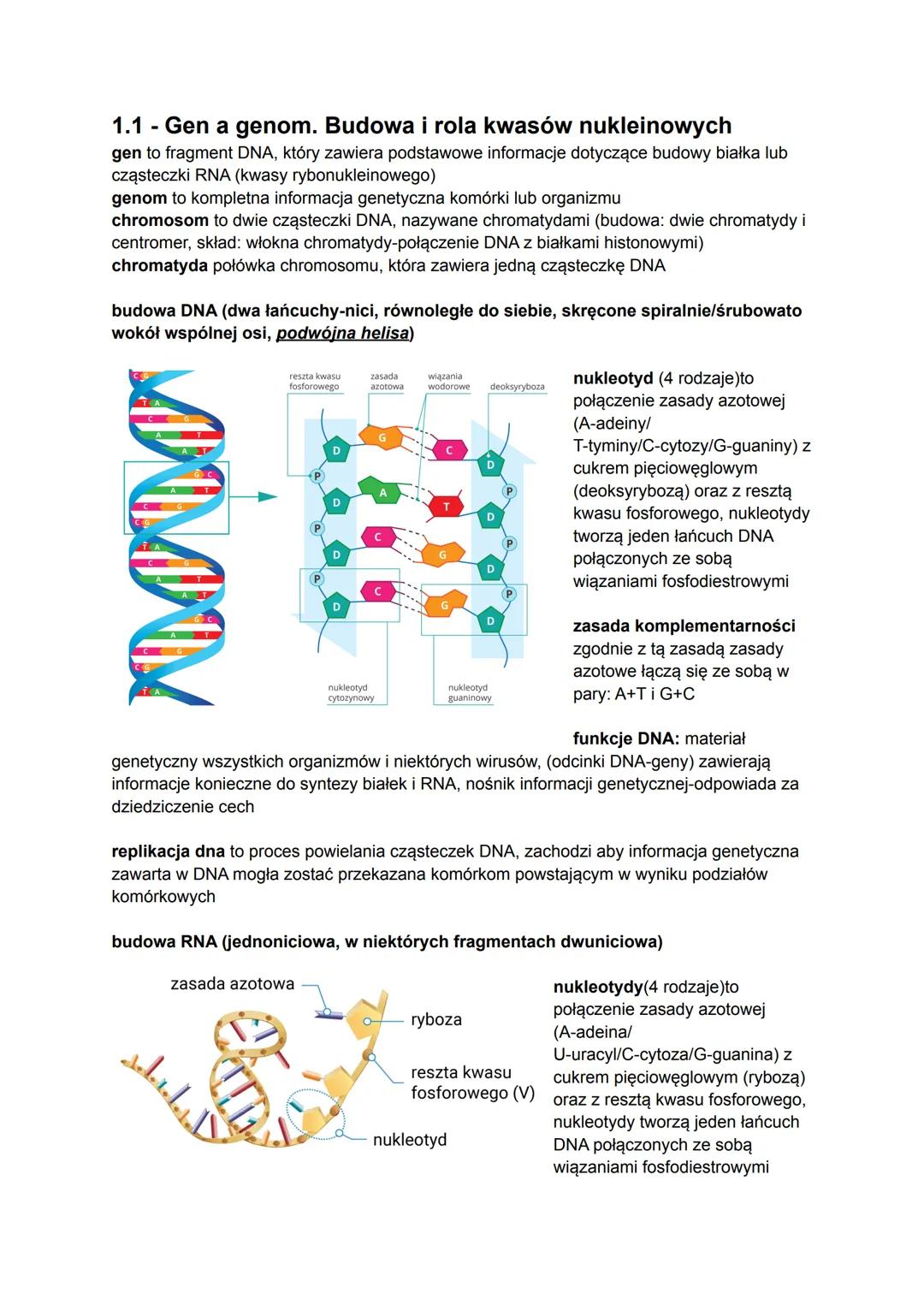 1.1 - Gen a genom. Budowa i rola kwasów nukleinowych
gen to fragment DNA, który zawiera podstawowe informacje dotyczące budowy białka lub
cz