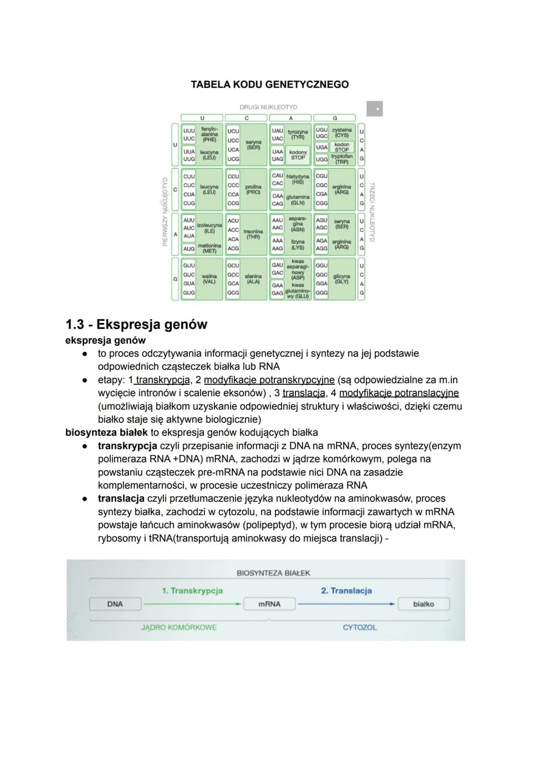 1.1 - Gen a genom. Budowa i rola kwasów nukleinowych
gen to fragment DNA, który zawiera podstawowe informacje dotyczące budowy białka lub
cz