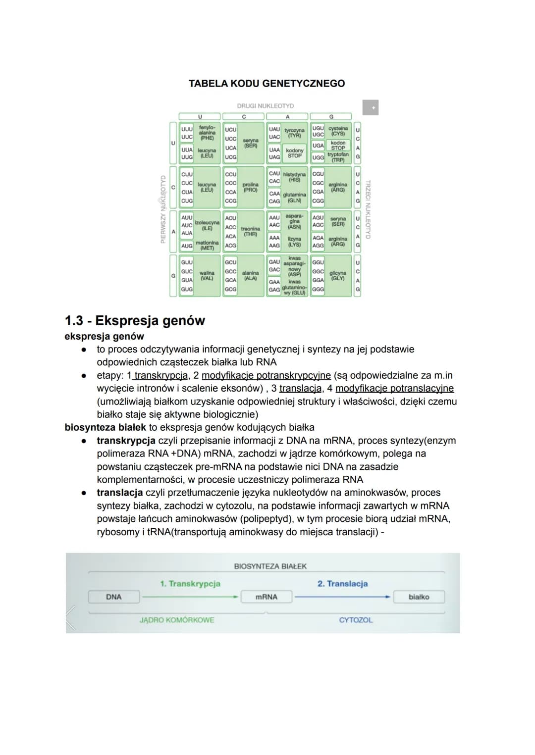 1.1 - Gen a genom. Budowa i rola kwasów nukleinowych
gen to fragment DNA, który zawiera podstawowe informacje dotyczące budowy białka lub
cz