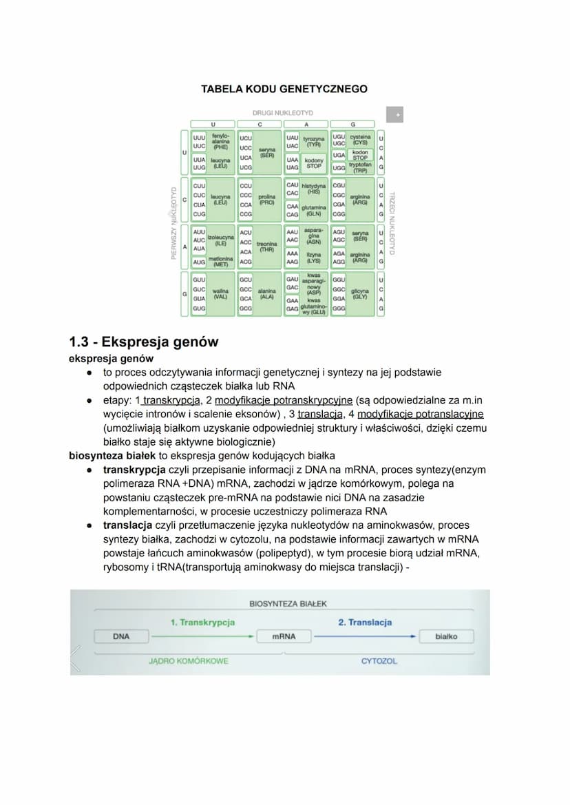 1.1 - Gen a genom. Budowa i rola kwasów nukleinowych
gen to fragment DNA, który zawiera podstawowe informacje dotyczące budowy białka lub
cz