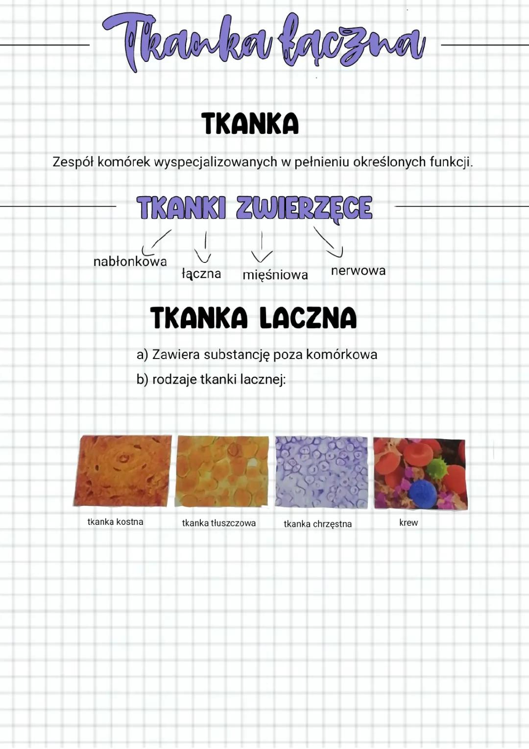 Tkanka łączna wyjaśniona - Materiał dla klasy 6