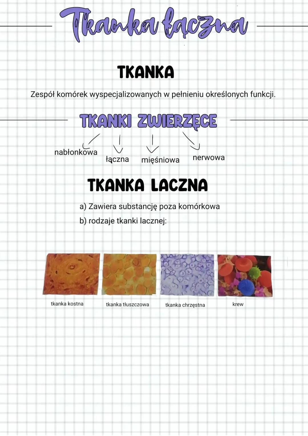 Thanka faczna
Zespół komórek wyspecjalizowanych w pełnieniu określonych funkcji.
TKANKA
TKANKI ZWIERZĘCE
nabłonkowa
tkanka kostna
łączna
mię