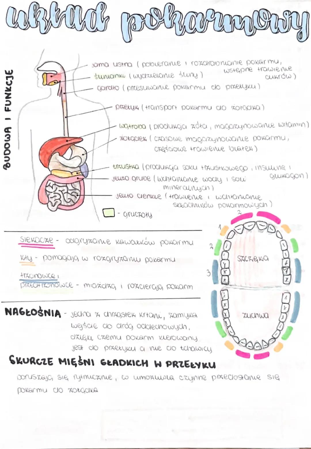 --- OCR Start ---
uktud pokarmowy
BUDOWA I FUNKCJE
sama ustra (pobierarue rozdrabnianie pokarmu,
sunmanki (wydzielanie suny)
wstępne trawie 