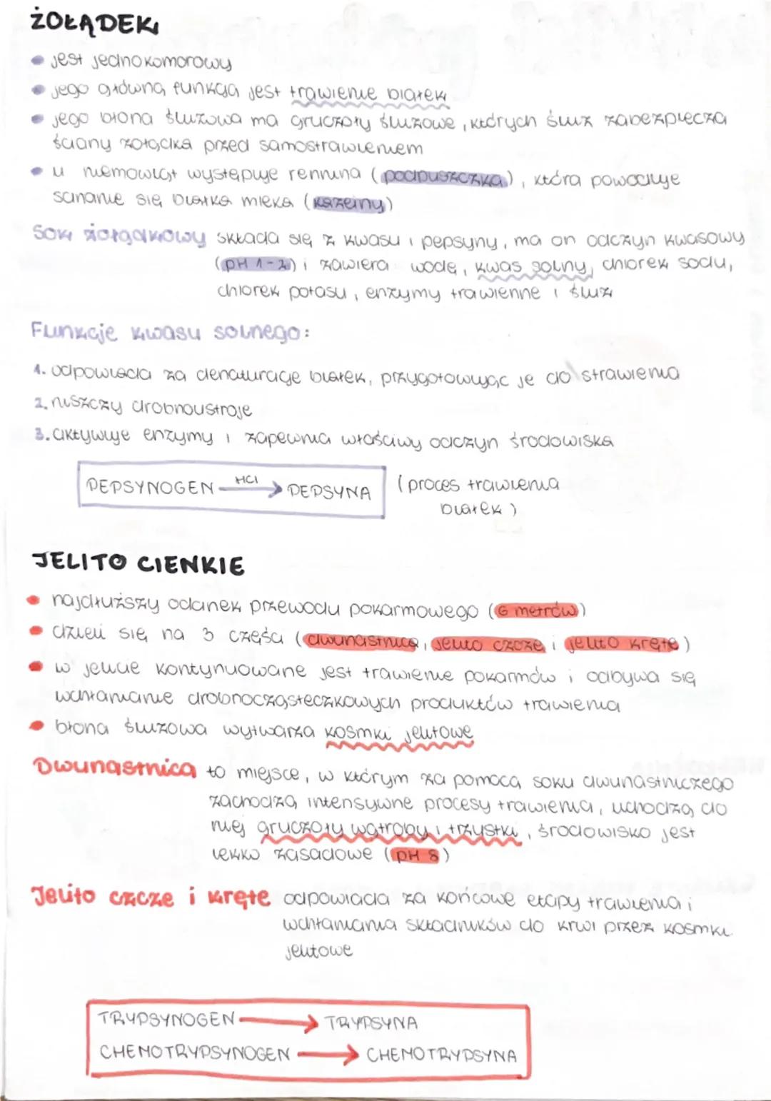 --- OCR Start ---
uktud pokarmowy
BUDOWA I FUNKCJE
sama ustra (pobierarue rozdrabnianie pokarmu,
sunmanki (wydzielanie suny)
wstępne trawie 