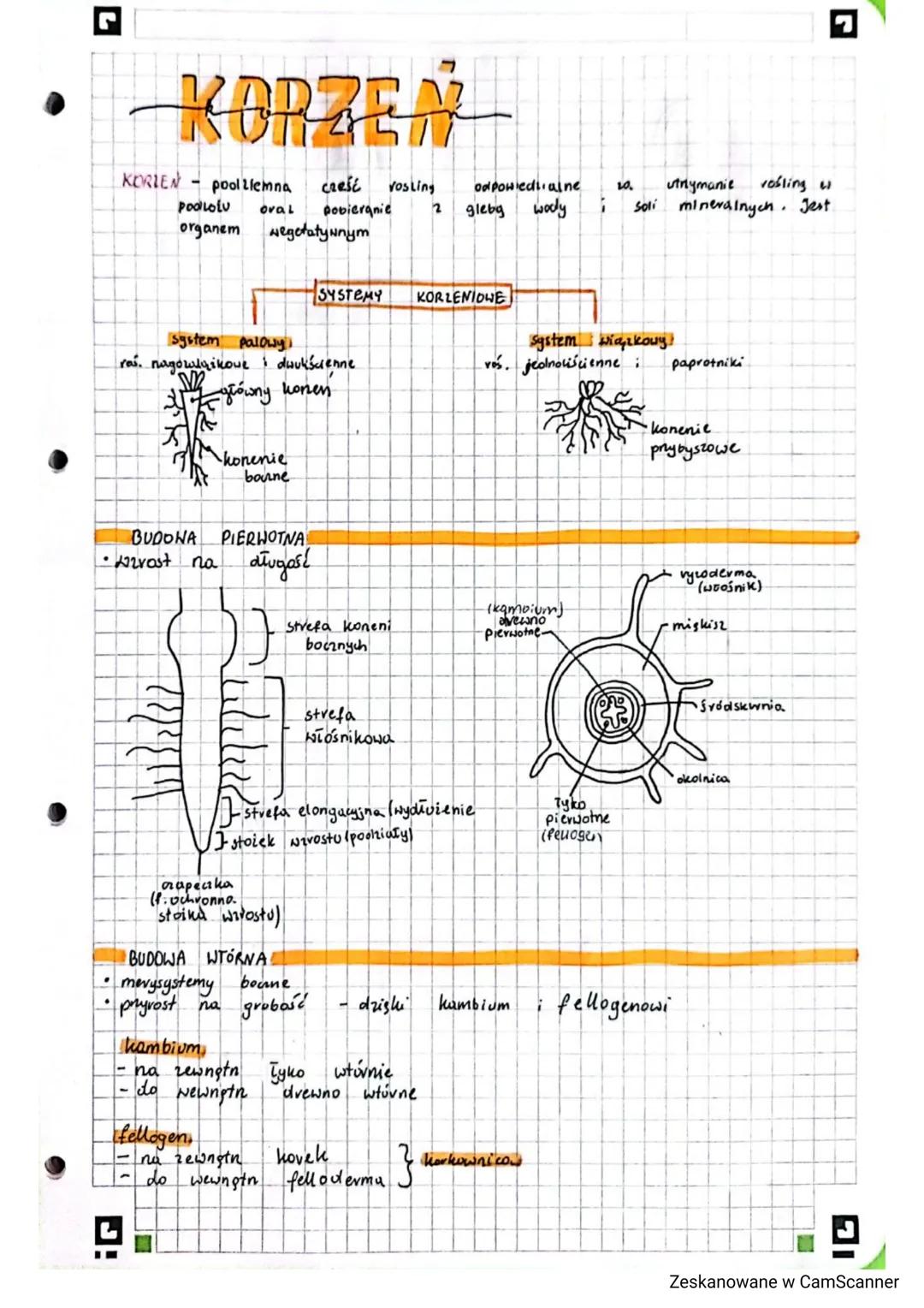 KORZEN
▬▬▬
KORIEN poolllemna
cześć
PodLotu oval pobieranie
organem wegetatywnym
system palowy!!
ras. nagowlyikowe dwukścienne
M
3 główny won