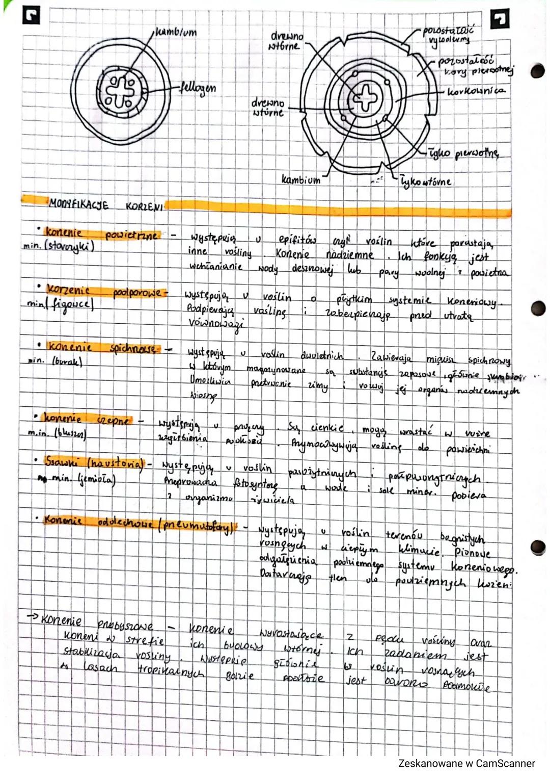 KORZEN
▬▬▬
KORIEN poolllemna
cześć
PodLotu oval pobieranie
organem wegetatywnym
system palowy!!
ras. nagowlyikowe dwukścienne
M
3 główny won