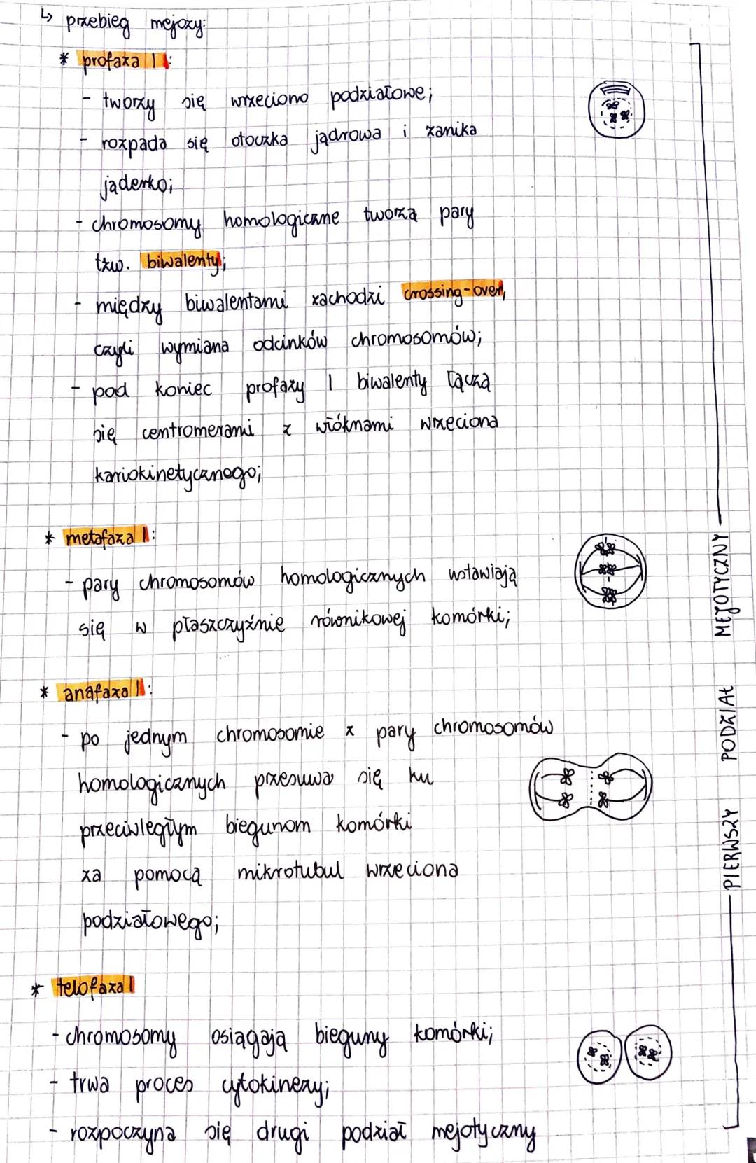 7
PODZIAŁY
KOMÓRKOWE
cykl komórkowy
↳> Interfaxa - zajmuje
Obejmuje 3 Pozy
komórki
70-90%. czasu cyklu komórkowego.
W trakcie których następ