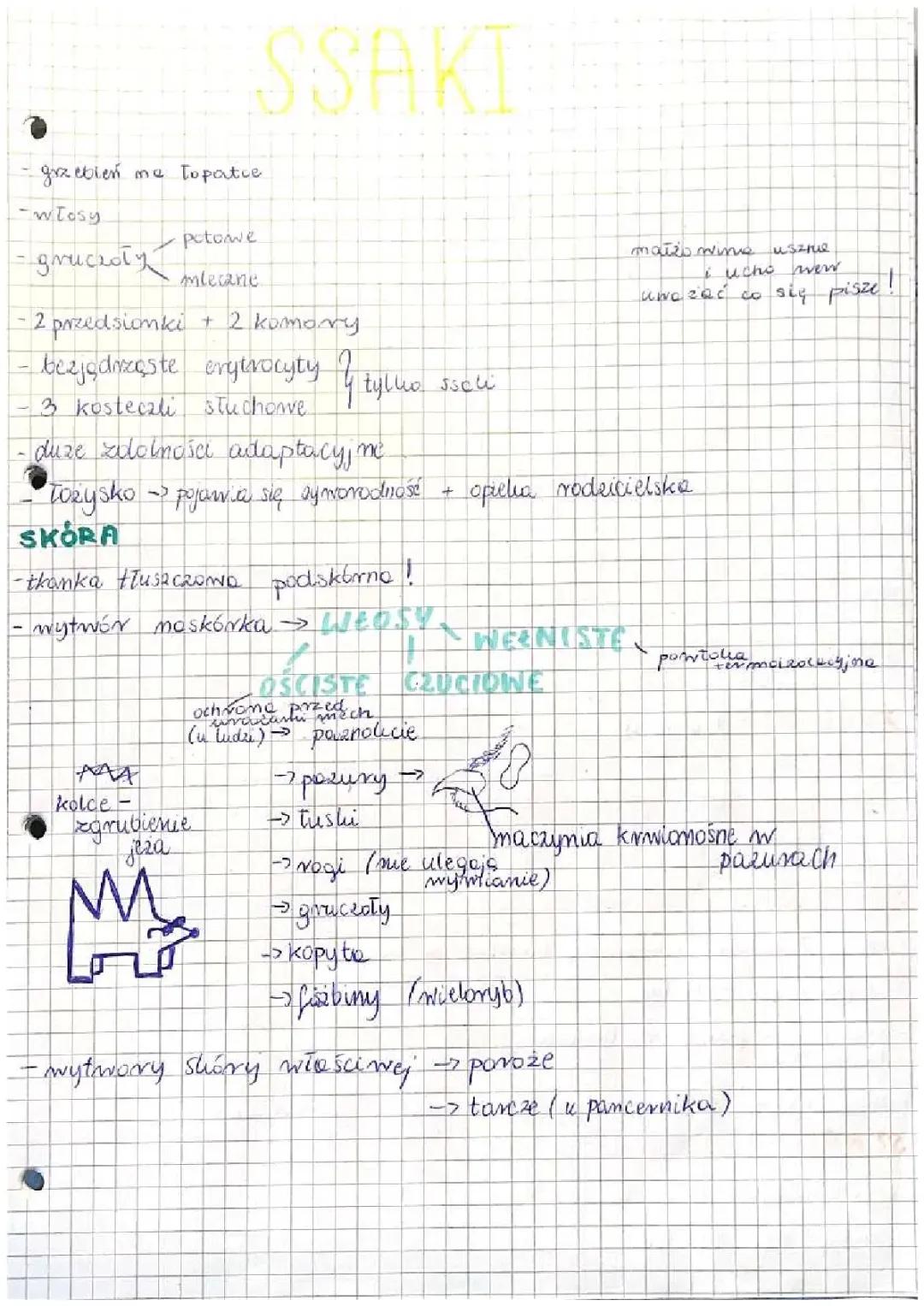 Ssaki - notatka z biologii rozszerzonej