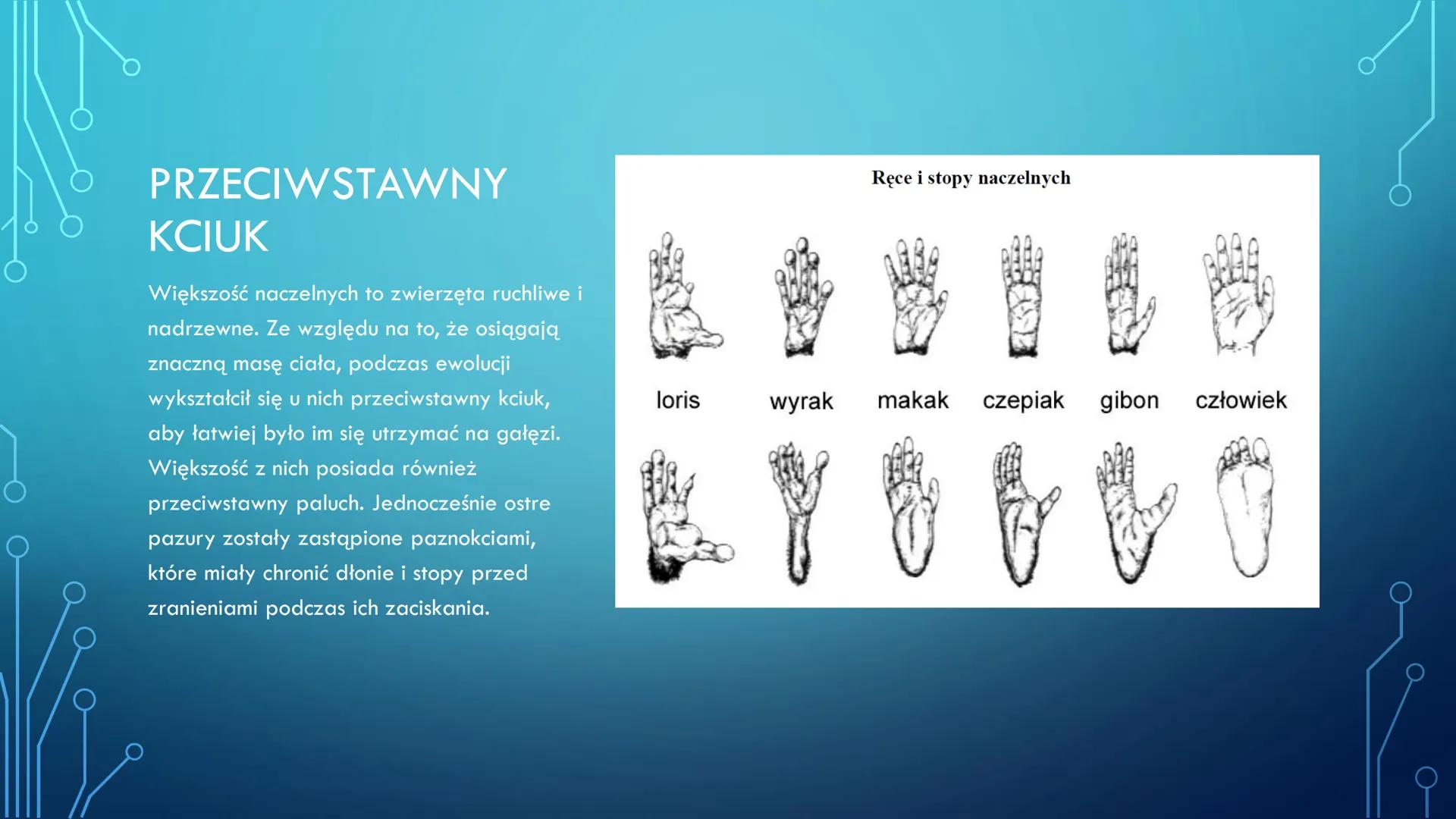 ORGANIZM CZŁOWIEKA
JAKO FUNKCJONALNA
CAŁOŚĆ
HANIAK_NGBV1 Przynależność systematyczna
człowieka
Nadkrólestwo: Eucaryota
Królestwo: zwierzęta 