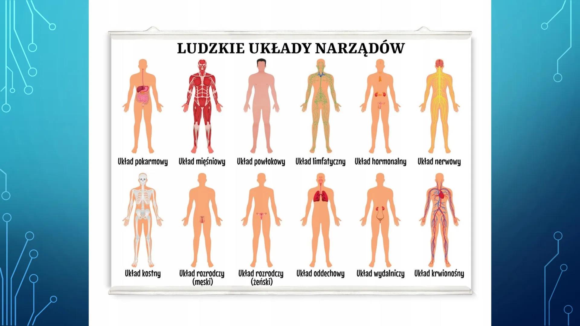 ORGANIZM CZŁOWIEKA
JAKO FUNKCJONALNA
CAŁOŚĆ
HANIAK_NGBV1 Przynależność systematyczna
człowieka
Nadkrólestwo: Eucaryota
Królestwo: zwierzęta 