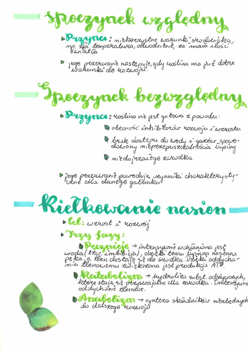hie Phowanie
nasien
Rezwés a wzrost
wenost to proces polegający na zwiększaniu się
rozmiarów wśliny, pas hekwoj polega na wózni-
cowaniu się