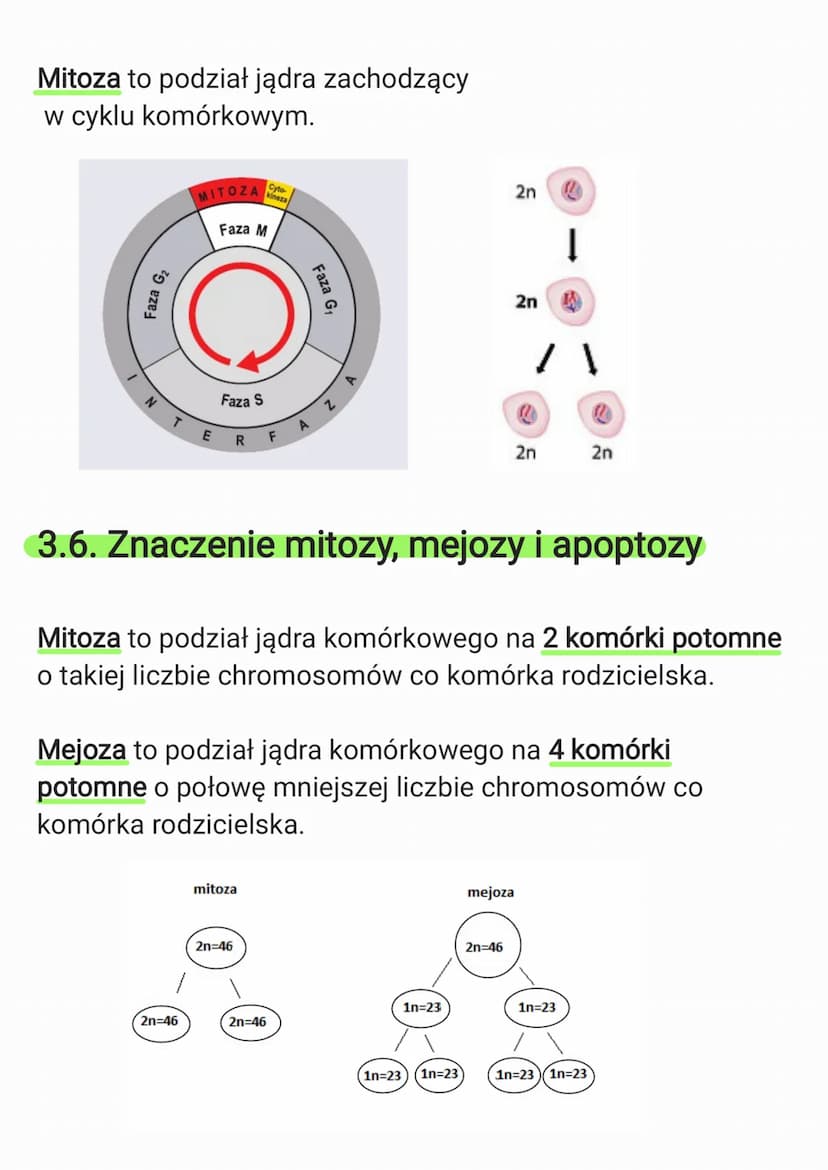 3. Komórka
3.1. Budowa komórki eukariotycznej
Komórka to podstawowa jednostka strukturalna wszystkich
organizmów, zdolna do wykonywania czyn
