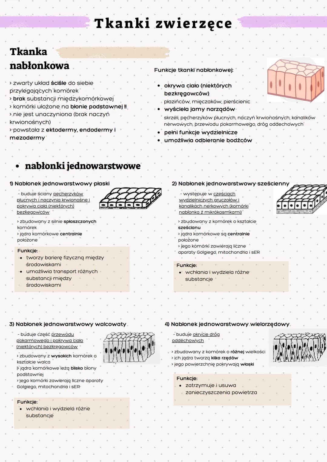 Tkanka
nabłonkowa
> zwarty układ ściśle do siebie
przylegających komórek
> brak substancji międzykomórkowej
> komórki ułożone na błonie pods