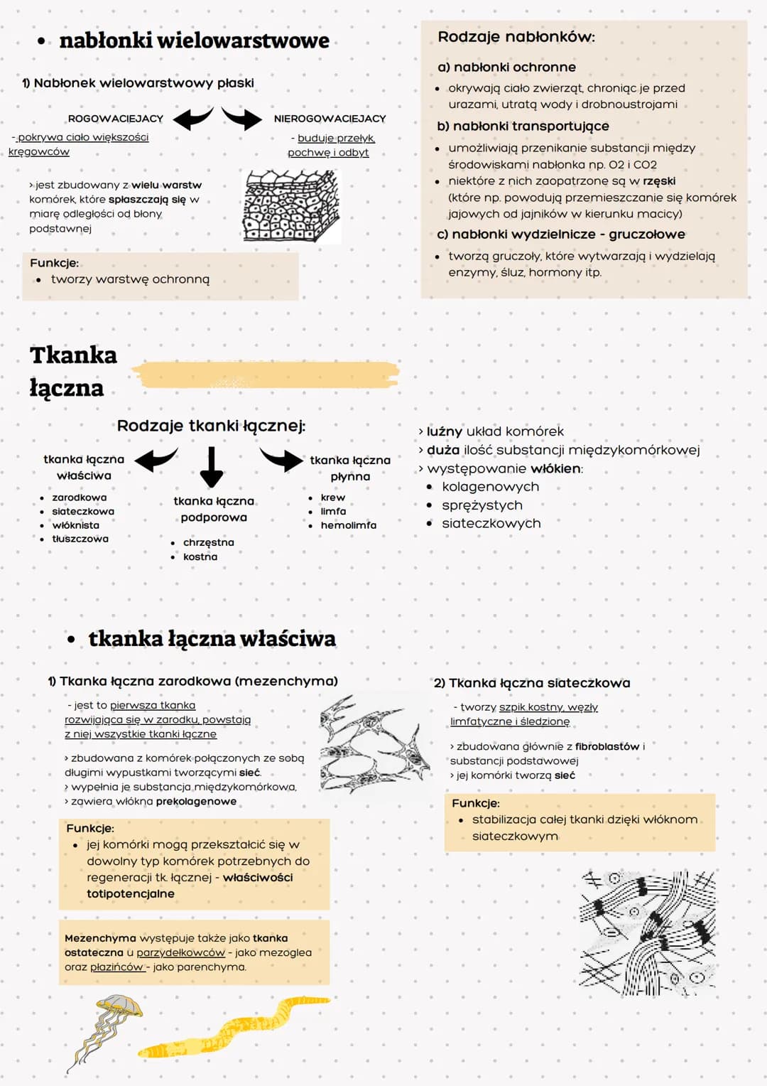 Tkanka
nabłonkowa
> zwarty układ ściśle do siebie
przylegających komórek
> brak substancji międzykomórkowej
> komórki ułożone na błonie pods