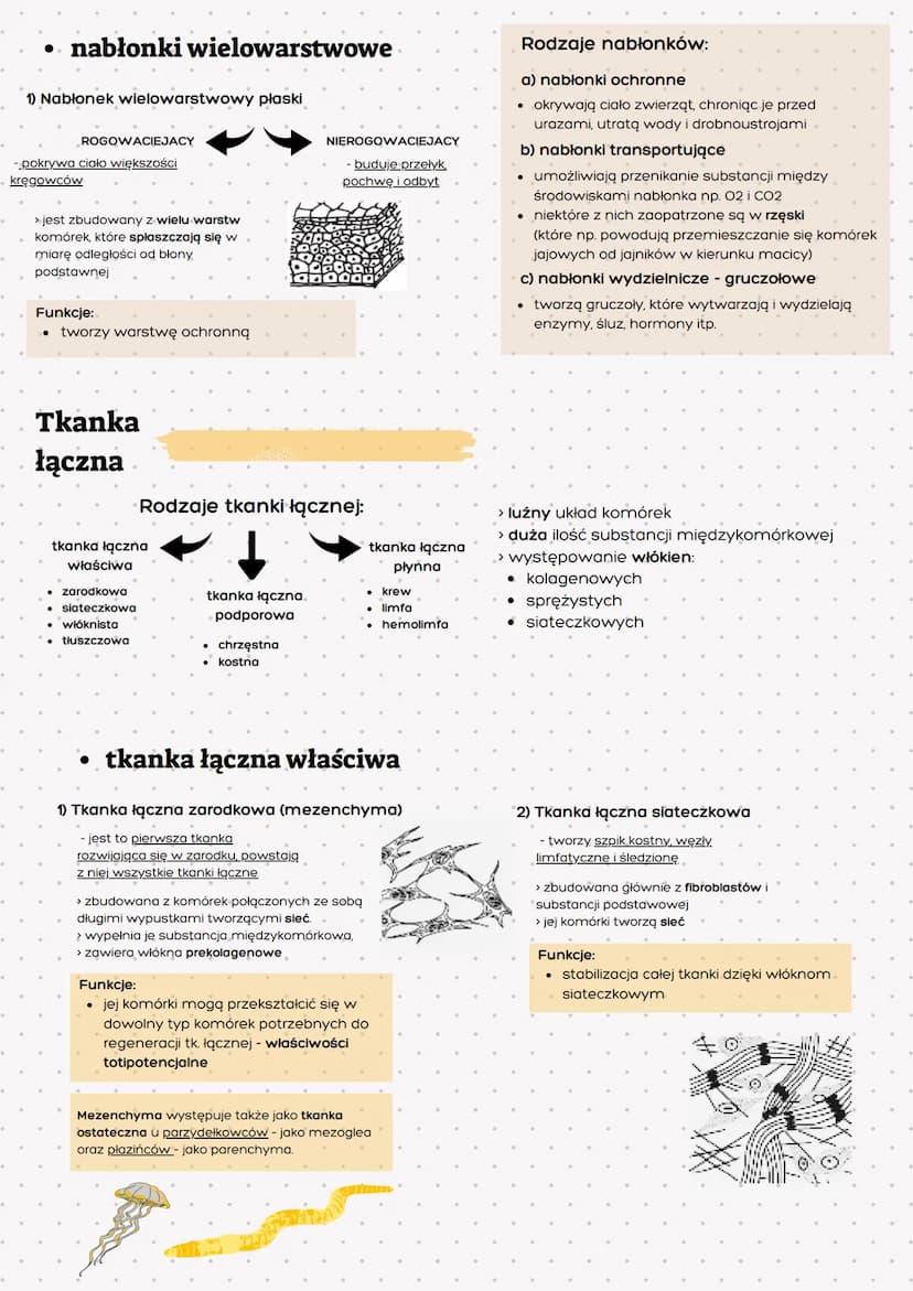 Tkanka
nabłonkowa
> zwarty układ ściśle do siebie
przylegających komórek
> brak substancji międzykomórkowej
> komórki ułożone na błonie pods