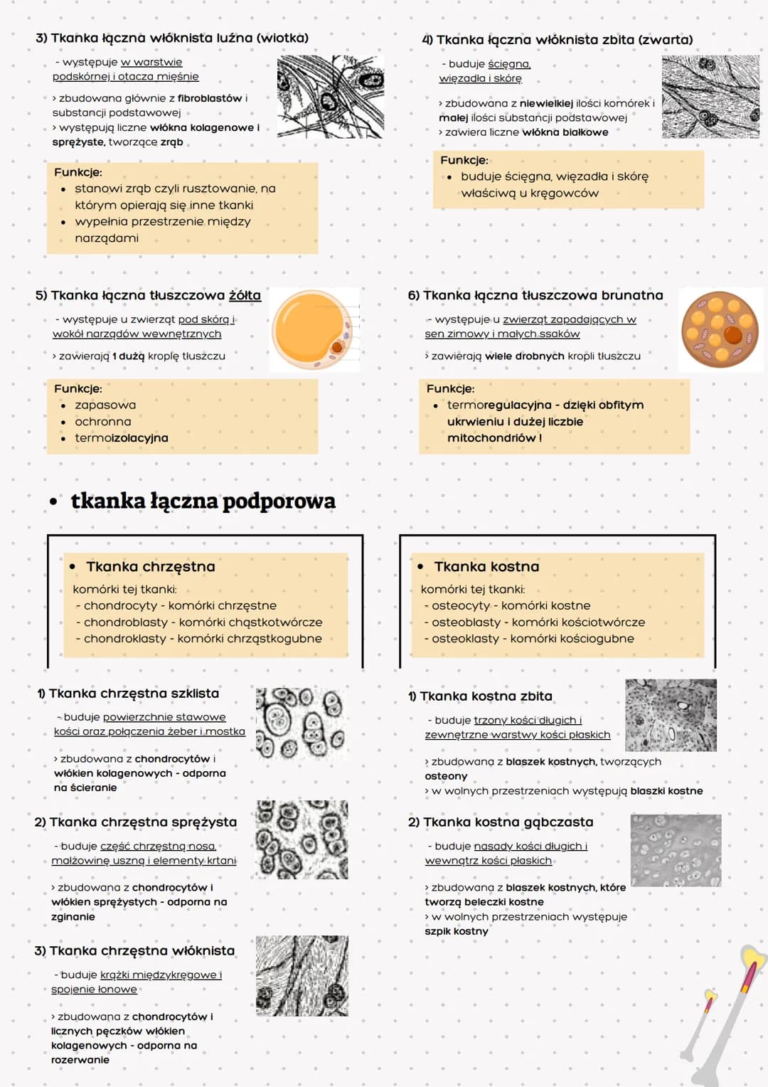 Tkanka
nabłonkowa
> zwarty układ ściśle do siebie
przylegających komórek
> brak substancji międzykomórkowej
> komórki ułożone na błonie pods