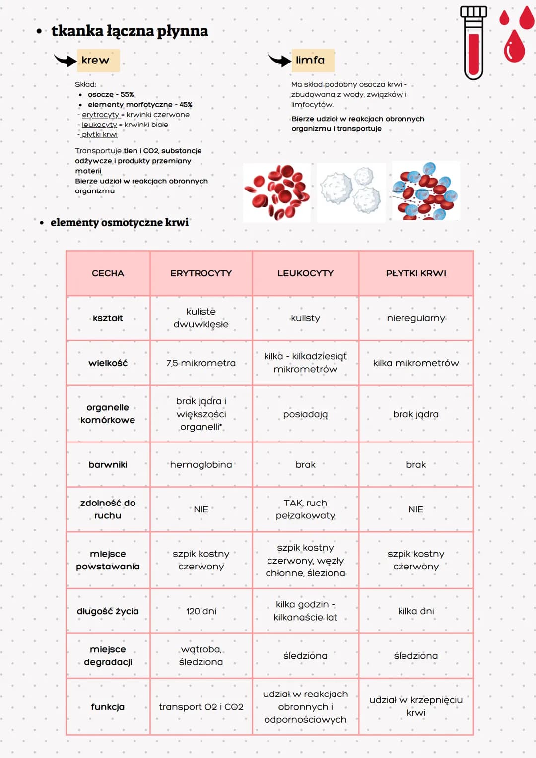 Tkanka
nabłonkowa
> zwarty układ ściśle do siebie
przylegających komórek
> brak substancji międzykomórkowej
> komórki ułożone na błonie pods