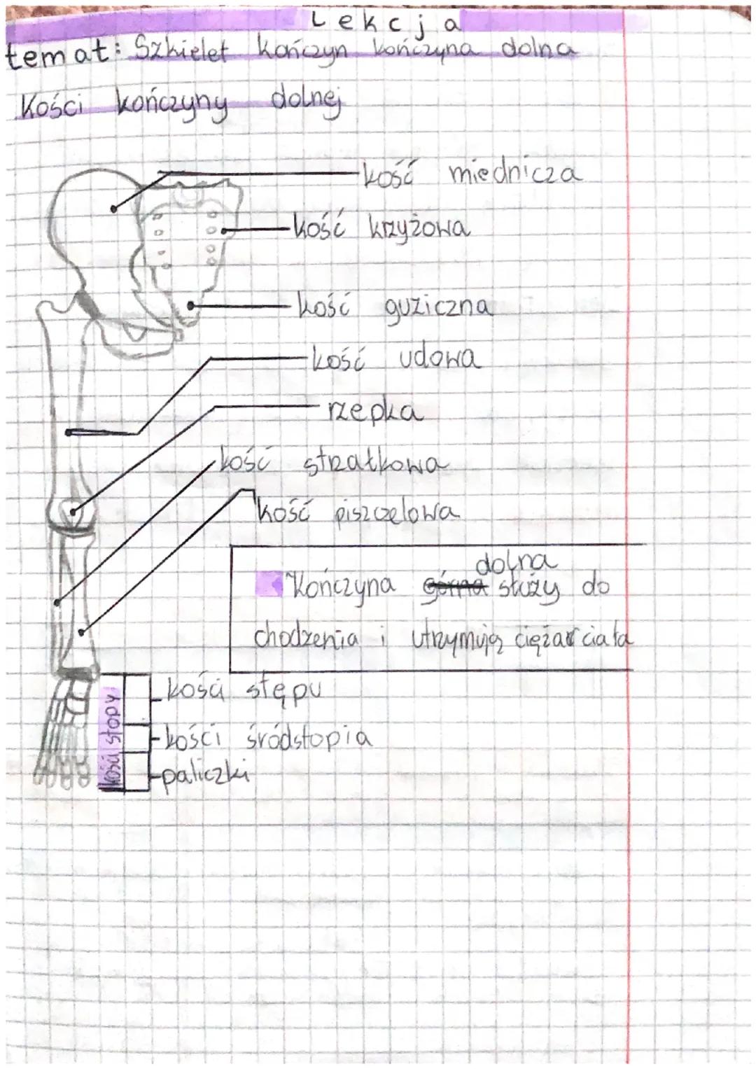 Lekcja
temat: Szkielet kończyn kończyna dolna
Kości kończyny dolnej
dos
OD
-kość miednicza
-kość krzyżowa
Lość guziczna
-kość udowa
rzepka
-