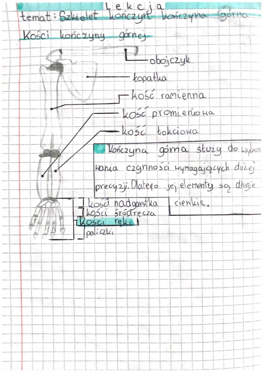 Lekcja
temat: Szkielet kończyn kończyna dolna
Kości kończyny dolnej
dos
OD
-kość miednicza
-kość krzyżowa
Lość guziczna
-kość udowa
rzepka
-